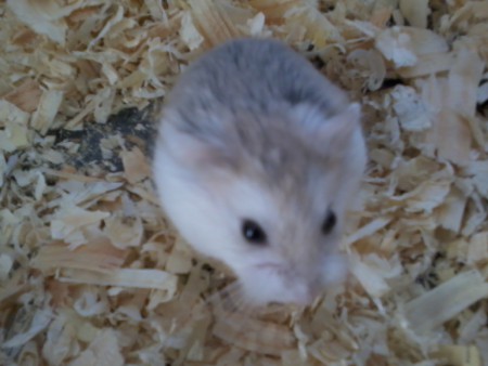 fahéj