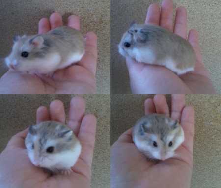 Bella of Florhamster